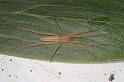 Tibellus_tenellus_D7731_Z_89_North Stradbroke island_Australie
